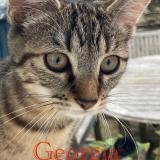 Picture of cat lost at Fontaine Chaalis