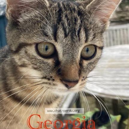 Photo 1/1 Giorgia Chat lost in Fontaine chaalis