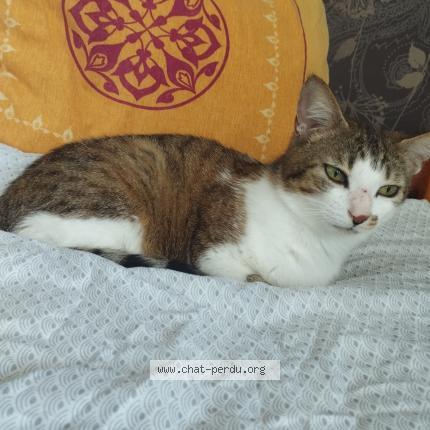 Photo 1/1 Themis Chat lost in Brest