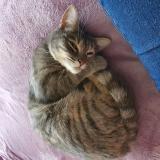 Picture of cat lost at Ferrieres