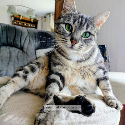 Photo 1/1 Pixie Chat lost in Saint vincent sur oust