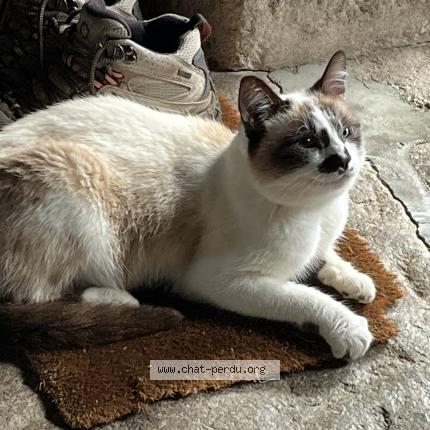 Photo 1/1 Found cat Found in Saint julien le petit