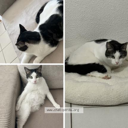 Photo 1/1 Trepied Chat lost in Surgeres