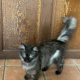 Picture of cat lost at Saint Affrique