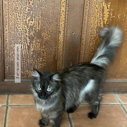 Photo 1/1 Pukka Chat lost in Saint affrique