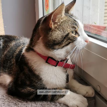 Photo 1/1 MINOU enregistr&eacute; Theor. Chat lost in Acheres