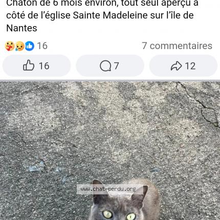 Photo 1/1 Found cat Found in Nantes
