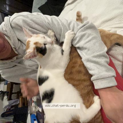 Photo 1/1 Bulle Chat lost in Four