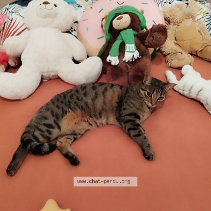 Photo 1/1 Vacher Audrey Chat lost in 03600 commentry