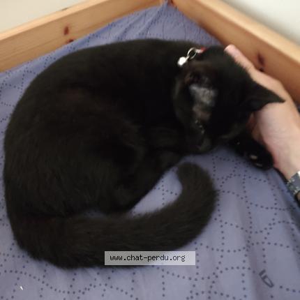 Photo 1/1 Cat reunited Found in Montpellier