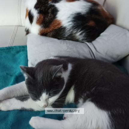 Photo 1/1 Severine Harang Chat lost in Castelnaudary