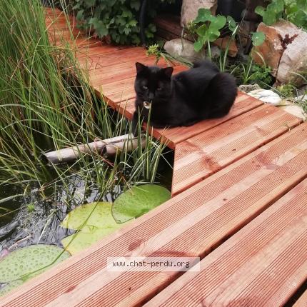 Photo 1/1 Pompon Chat lost in Bailleul