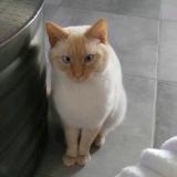 Picture of cat lost at La Gacilly
