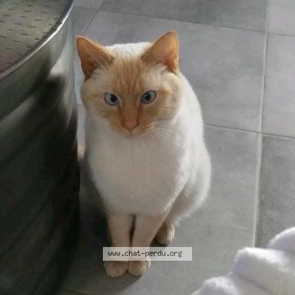 Photo 1/1 Safe Chat lost in La gacilly