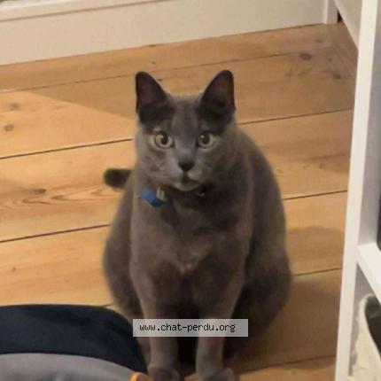 Photo 1/1 Frisquette Chat lost in Lille