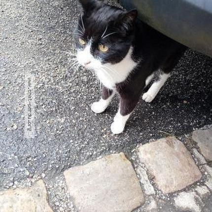 Photo 1/1 Found cat Found in Rouen