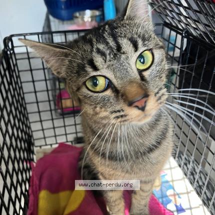 Photo 1/1 Found cat Found in Tourcoing