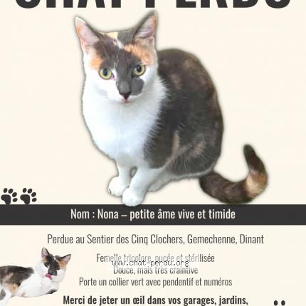 Photo 1/3 Nona Chat lost in Dinant