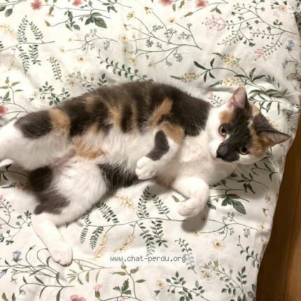 Photo 2/3 Nona Chat lost in Dinant