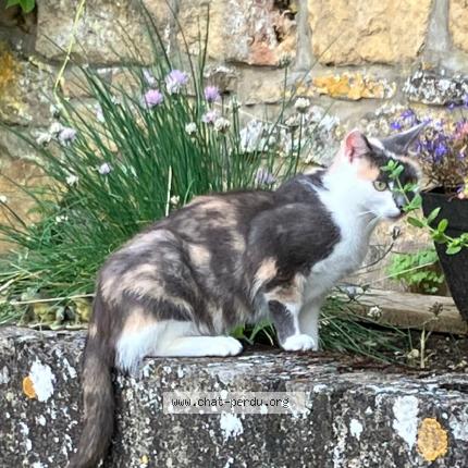 Photo 3/3 Nona Chat lost in Dinant