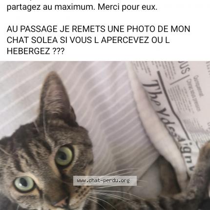 Photo 1/1 SOLEA Chat lost in Vernon