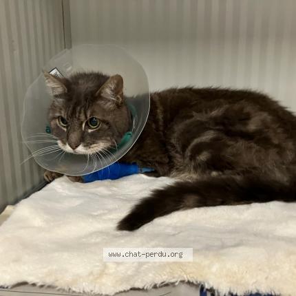 Photo 1/1 Found cat Found in Croix