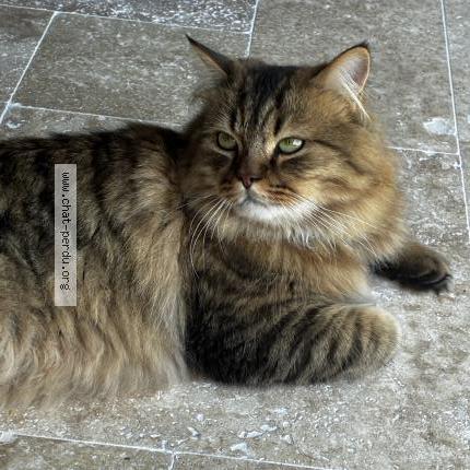 Photo 1/1 Ar&egrave;s Chat lost in Talmont sur gironde