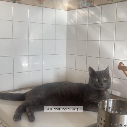 Photo 1/1 Ulysse Chat lost in Cholet