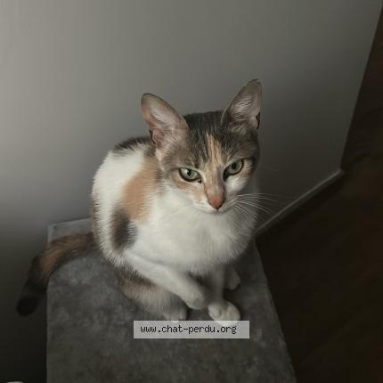 Photo 1/1 Twisty Chat lost in Lyon