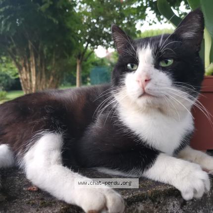 Photo 1/1 Junior Chat lost in Saint vit