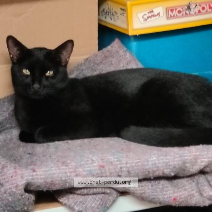 Photo 1/1 Roger Chat lost in L absie