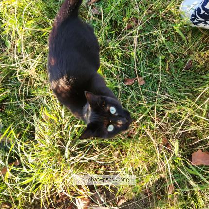 Photo 1/1 Found cat Found in Roubaix