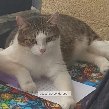 Photo 1/1 Gary Chat lost in Bordeaux