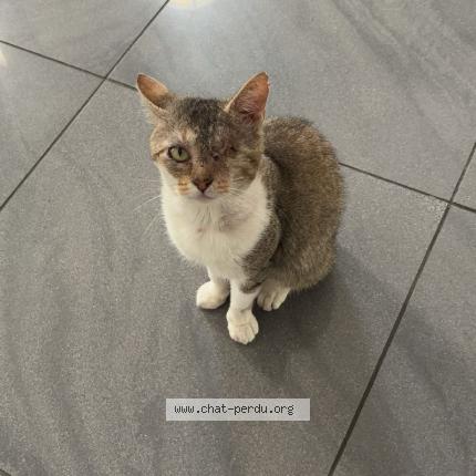 Photo 1/1 Tigrou Chat lost in Lieusaint