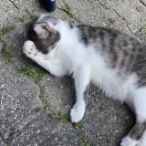 Picture of cat lost at Cologny