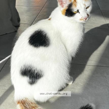 Photo 1/1 Bulle Chat lost in Four