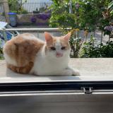 Picture of cat lost at Reze