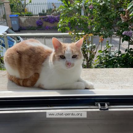 Photo 1/1 SUIKO Chat lost in Reze