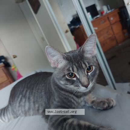 Photo 1/1 Star Chat lost in Paso robles