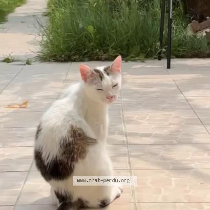 Photo 1/1 VALÉNI Chat lost in Forges les bains