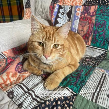 Photo 1/1 Gustave Chat lost in Dolus d oleron