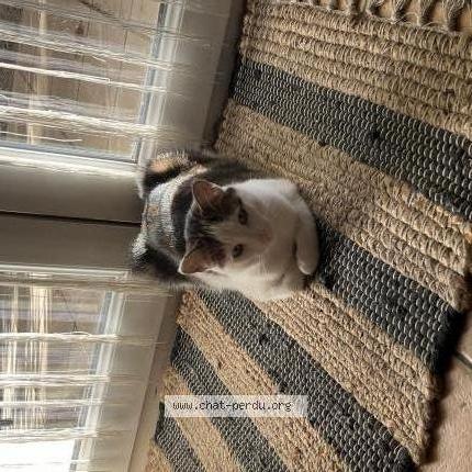 Photo 1/1 Esmé Chat lost in Sauvian