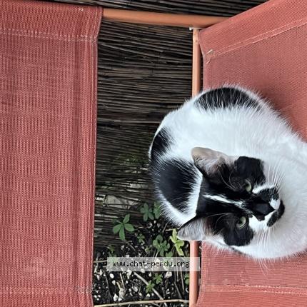 Photo 1/1 Pizza Chat lost in Les adrets