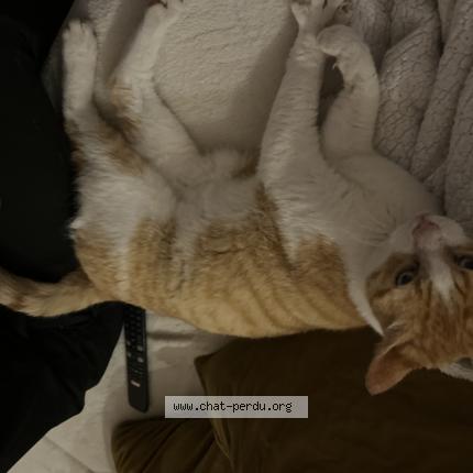 Photo 1/1 Found cat Found in Lansac