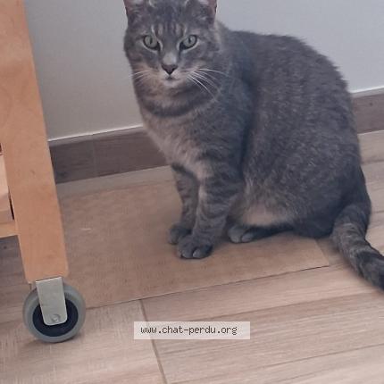 Photo 1/1 Moustache Chat lost in Montmedy