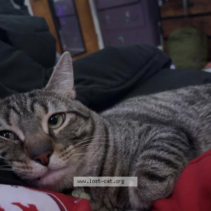 Photo 1/1 Axel Chat lost in Depew