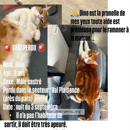 Photo 1/1 Dino Chat lost in Noumea