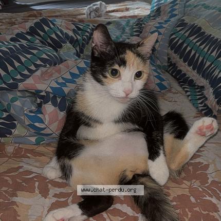 Photo 1/1 Tigresse Chat lost in Bruxelles