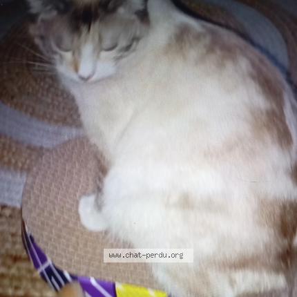 Photo 1/1 Vany Chat lost in Charvieu chavagnieux