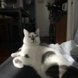 Picture of cat lost at Chaumont